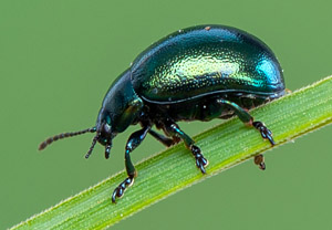 Johanniskraut-Blattkäfer (Chrysolina varians), 19.05.2019