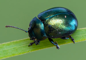 Johanniskraut-Blattkäfer (Chrysolina varians), 19.05.2019