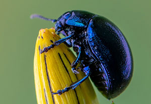 Johanniskraut-Blattkäfer (Chrysolina varians), 10.07.2020, Wyry