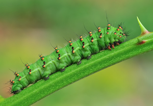 Kleines Nachtpfauenauge (Saturnia pavonia) &ndash; Foto 3