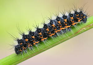 Kleines Nachtpfauenauge (Saturnia pavonia) &ndash; Foto 4