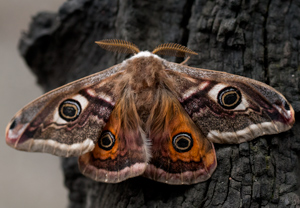 Kleines Nachtpfauenauge (Saturnia pavonia) &ndash; Foto 1