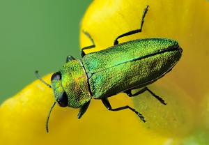 Glänzender Blütenprachtkäfer (Anthaxia nitidula) &ndash; Foto 3