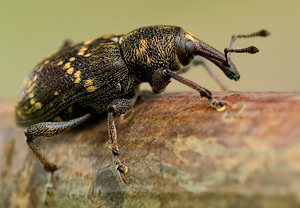 Fichtenrüsselkäfer (Hylobius abietis), Wyry