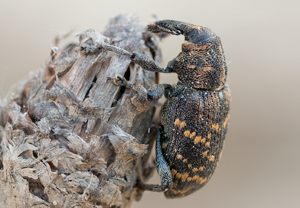 Fichtenrüsselkäfer (Hylobius abietis), 23.04.2011