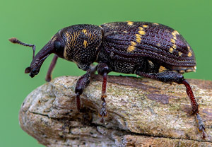 Fichtenrüsselkäfer (Hylobius abietis), 30.05.2019