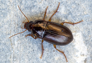 Amara bifrons, 27.06.2019