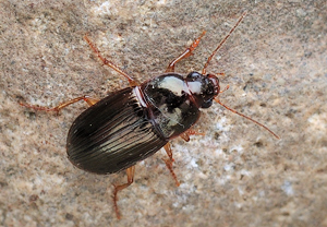 Amara bifrons
