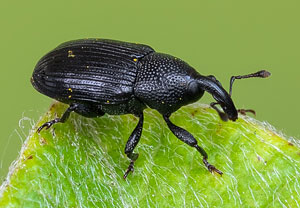 Wermut-Zahnrüssler (Baris artemisiae), 28.06.2021, Niederzissen, Bausenberg