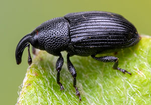 Wermut-Zahnrüssler (Baris artemisiae), 01.07.2021, Niederzissen, Bausenberg