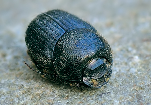 Onthophagus joannae – Foto 2