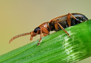 Kirsch-Blatthähnchen (Orsodacne cerasi), 04.06.2010