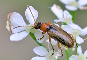 Kirsch-Blatthähnchen (Orsodacne cerasi) – Foto 1