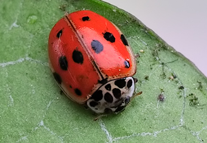 Zehnpunkt-Marienkäfer (Adalia decempunctata)