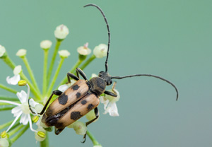 Gefleckter Blütenbock (Pachytodes cerambyciformis), 27.05.2018