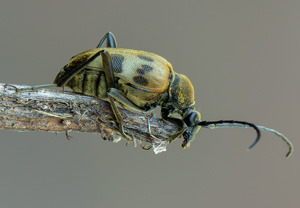 Gefleckter Blütenbock (Pachytodes cerambyciformis), 17.05.2020