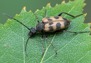 Gefleckter Blütenbock (Pachytodes cerambyciformis), 15.06.2020