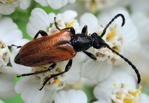 Kleiner Halsbock (Pseudovadonia livida) &ndash; Foto 2