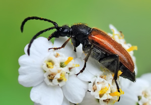 Kleiner Halsbock (Pseudovadonia livida) &ndash; Foto 3