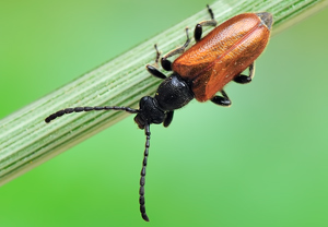 Kleiner Halsbock (Pseudovadonia livida) &ndash; Foto 1
