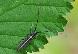Weißstreifiger Distelbock (Agapanthia cardui) &ndash; Foto 3