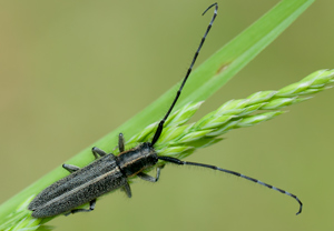 Weißstreifiger Distelbock (Agapanthia cardui) &ndash; Foto 4