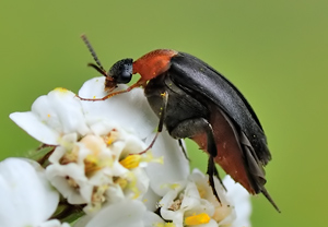 Rotbauchiger Stachelkäfer (Mordellochroa abdominalis) – Foto 1