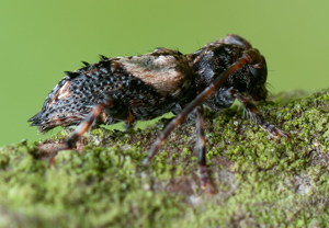 Dorniger Wimperbock (Pogonocherus hispidus) – Foto 3