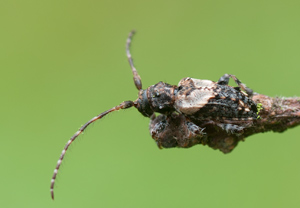 Dorniger Wimperbock (Pogonocherus hispidus) – Foto 4