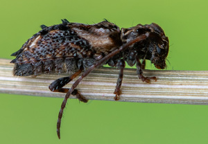 Dorniger Wimperbock (Pogonocherus hispidus), 23.05.2020