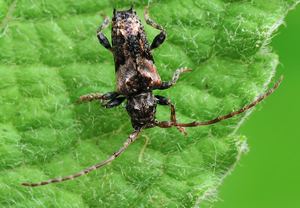 Dorniger Wimperbock (Pogonocherus hispidus) – Foto 1