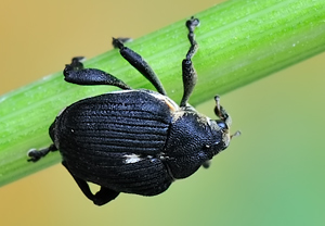 Weißpunktiger Schwertlilienrüssler (Mononychus punctumalbum), 13.06.2010