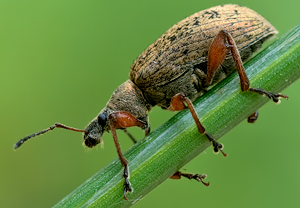 Spornblattrüssler (Phyllobius calcaratus) &ndash; Foto 2