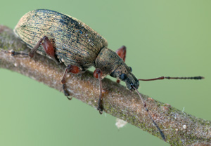 Spornblattrüssler (Phyllobius calcaratus), 06.05.2012