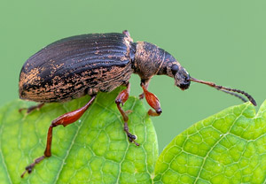 Spornblattrüssler (Phyllobius calcaratus), 28.04.2019