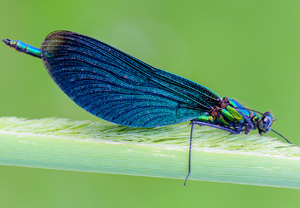 Blauflügel-Prachtlibelle (Calopteryx virgo), 13.06.2014, Gostyn