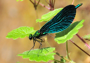 Blauflügel-Prachtlibelle (Calopteryx virgo) – Foto 1