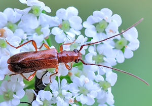 Gemeiner Reisigbock (Obrium brunneum) – Foto 1
