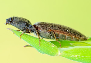 Rotbauchiger Laubschnellkäfer (Athous haemorrhoidalis), 01.05.2014