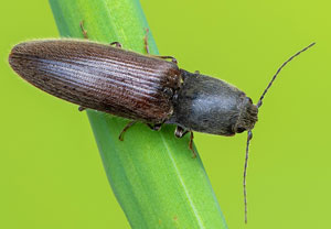 Rotbauchiger Laubschnellkäfer (Athous haemorrhoidalis), 16.05.2021, Geilenkirchen, Teverener Heide