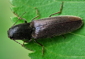 Rotbauchiger Laubschnellkäfer (Athous haemorrhoidalis) – Foto 1