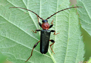 Veränderlicher Scheibenbock (Phymatodes testaceus), 25.06.2010