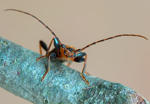Veränderlicher Scheibenbock (Phymatodes testaceus), 11.04.2018