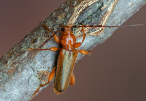 Veränderlicher Scheibenbock (Phymatodes testaceus), 20.06.2019