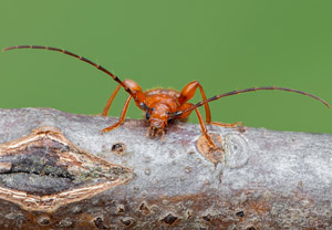 Veränderlicher Scheibenbock (Phymatodes testaceus), 20.06.2019
