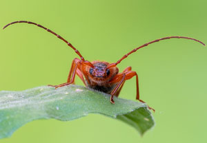 Veränderlicher Scheibenbock (Phymatodes testaceus), 10.06.2021, Hürth