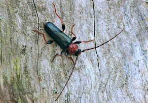 Veränderlicher Scheibenbock (Phymatodes testaceus)