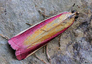 Rhabarber-Zünsler (Oncocera semirubella), 28.06.2010
