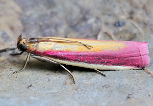 Rhabarber-Zünsler (Oncocera semirubella) – Foto 1