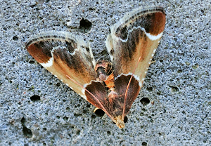 Mehlzünsler (Pyralis farinalis)